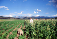 Kaber farm, Fields and crops 021 thumbnail