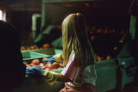 Sunny Valley Inc, Potato farm and processing 016 thumbnail