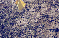 Pt. Mugu Wetlands thumbnail