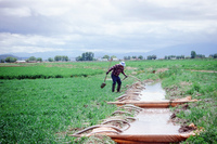 Kaber farm, Irrigating fields 011 thumbnail