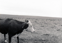 Gallegos farm, Cattle 022 thumbnail