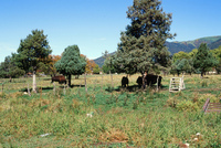 Torres ranch animals 011 thumbnail