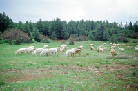 Torres ranch, Cattle drive 026 thumbnail