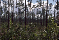 Pinelands: Slash Pine "islands" thumbnail
