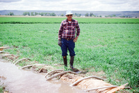 Kaber farm, Irrigating fields 003 thumbnail