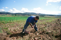 Kaber farm, Potato harvest 010 thumbnail