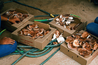 NAPI (Navajo Agricultural Products Industries) 045 thumbnail