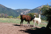 Torres ranch animals 018 thumbnail