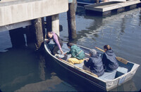 Sean, Ed and students getting larval assay outplants from creosote pilings thumbnail