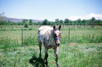 Montoya farm 008 thumbnail