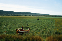 San Luis Valley farms 073 thumbnail