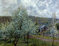 Flowering Apple Trees thumbnail