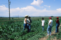 Gallegos farm, Crops 025 thumbnail