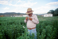 Kaber farm, Fields and crops 015 thumbnail
