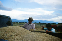 Kaber farm, Threshing oats and baling hay 028 thumbnail