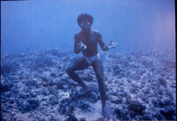 Trochus sp. collected by freediver, from the Greenpeace book of coral reefs thumbnail