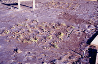 Pt. Mugu Wetlands thumbnail
