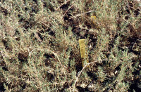 Pt. Mugu Wetlands thumbnail