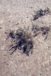 Pt. Mugu Wetlands thumbnail
