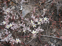 Dudleya blochmaniae thumbnail