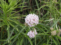 Asclepias fascicularis thumbnail