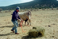 Maistas farm, Ditch and cattle 007 thumbnail