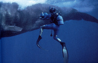 Videoing a Sperm Whale thumbnail