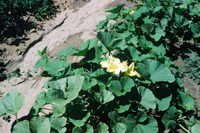 Gallegos farm, Crops 031 thumbnail