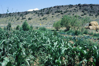 Gallegos farm, Crops 010 thumbnail