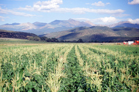 Kaber farm, Fields and crops 023 thumbnail