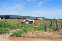 Kaber farm, Plowing 056 thumbnail