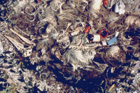 Albatross chick with plastics thumbnail