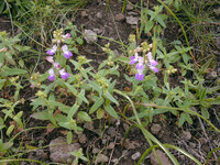 Collinsia heterophylla thumbnail