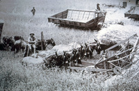 Eight Mule Grain Reaper - Pusher thumbnail