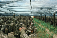 NAPI (Navajo Agricultural Products Industries) 054 thumbnail