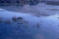 Pt. Mugu Wetlands thumbnail
