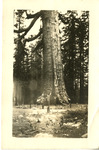 Mariposa Grove thumbnail