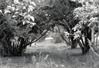 Orchard and valley 001 thumbnail