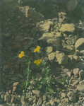 Common monkey flower thumbnail
