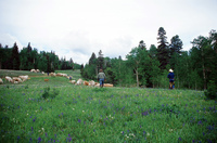 Torres ranch, Cattle drive and farm equipment demonstration 012 thumbnail