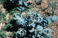 Gallegos farm, Irrigation and crops 013 thumbnail