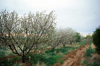 Horses and irrigation ditch 002 thumbnail