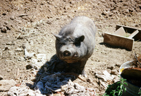 Kaber farm, Animals 013 thumbnail