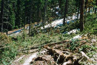 Logging 007 thumbnail