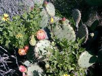 Opuntia littoralis thumbnail