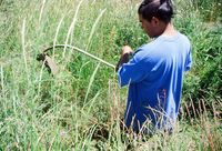 Kaber farm, Weed whacking 029 thumbnail