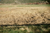 Landscapes and cattle 017 thumbnail