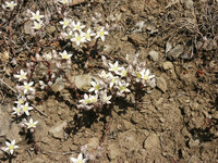 Dudleya blochmaniae thumbnail