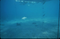 Plot 4 screen with 1 Stipe thumbnail