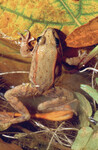 Rana aurora draytonii thumbnail